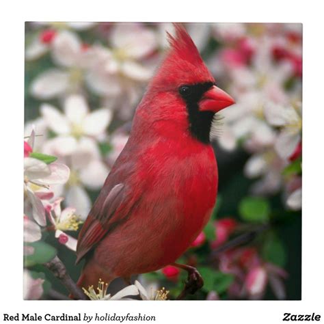 Red Male Cardinal Ceramic Tile Beautiful Birds Pet