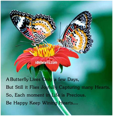 Butterfly Quotes About Life Quotesgram