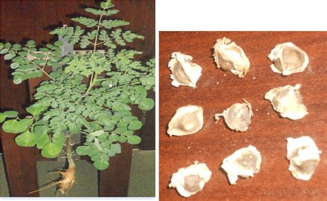 The Moringa Moringa Oleifera Seedling Whereby Leaf Stem And Root