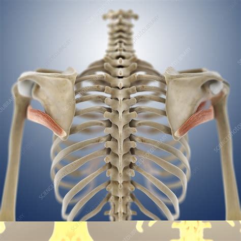 Shoulder Muscles Artwork Stock Image C0134514 Science Photo Library