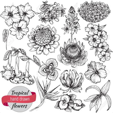 Image result for tropical flower line drawing | Flower line drawings, Flower drawing, Flower ...