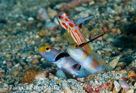 Photograph Of Three Different Goby Species Living Together
