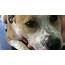 Treating Canine Juvenile Onset Generalised Demodicosis  Veterinary