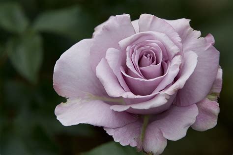 Purple Rose A Lovely Shade Of Purple Jeff Kramer Flickr