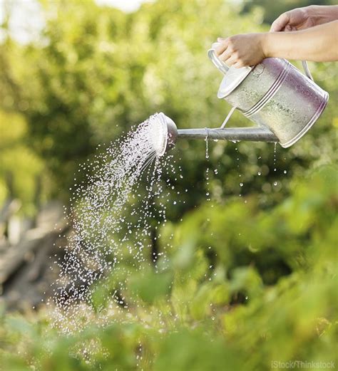 7 Tips For Less Frequent More Efficient Watering Urban Farm ガーデン