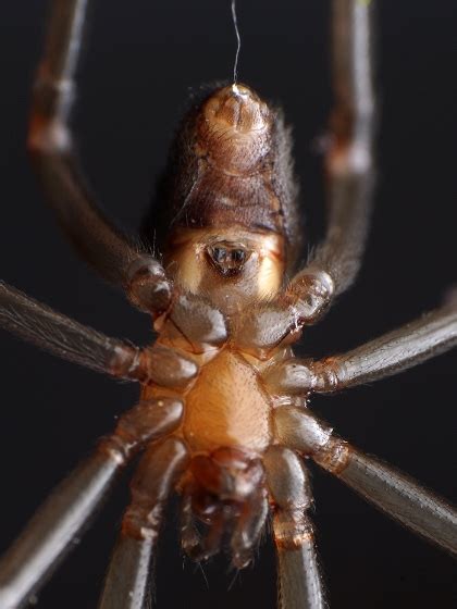 Spider Steatoda Grossa Bugguidenet