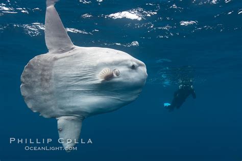 Ocean Sunfish Open Ocean Photographer Freediving Mola Mola San