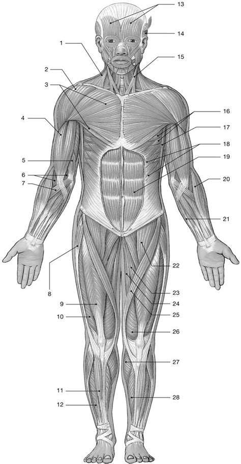Body Muscles Labelled Muscles Diagrams Diagram Of Muscles And
