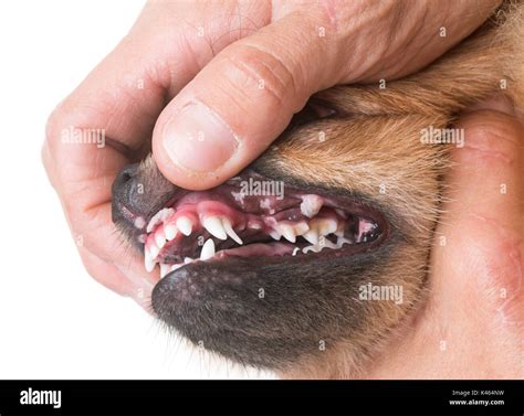 What Causes Sores Around A Dogs Mouth