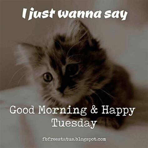 See more ideas about tuesday meme, tuesday humor, tuesday quotes. Pin by patriciadaley on Tuesday Memes ♡ | Tuesday quotes ...