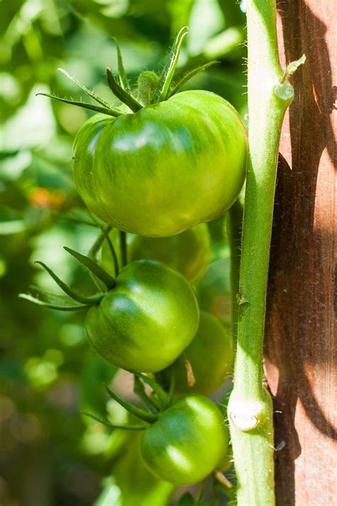 How To Plant And Grow Beefsteak Tomatoes Gardeners Path