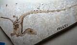 What Is A Dinosaur Fossil Photos