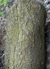 Apr 09, 2019 · bark and thorns. Trees and their bark found in the UK