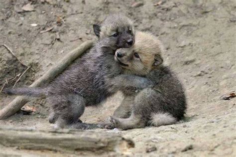 2 Wolf Pups Arctic Wolf Wolf Pup Baby Wolves