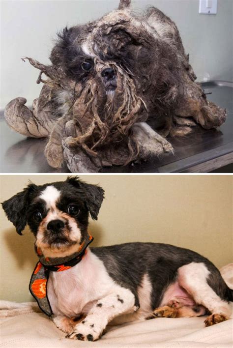 Rescue Dog Transformations Reveal The True Power Of Love 20 Pics