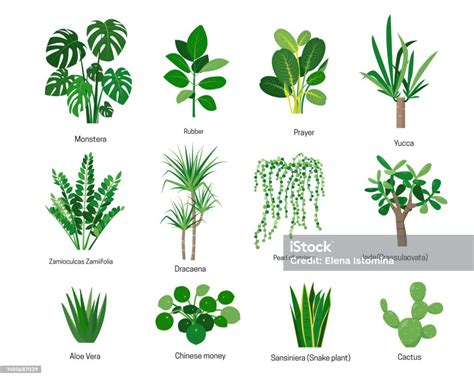 House Plants Or Flowers With Names Isolated Stock Illustration