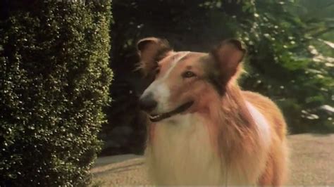 The Magic Of Lassie 1978 Filmfed