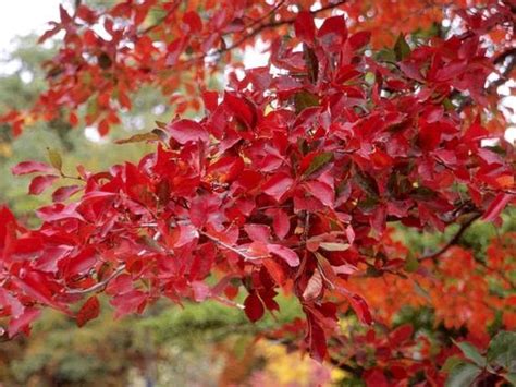 Best Trees For Fall Foliage Westchester Tree Life