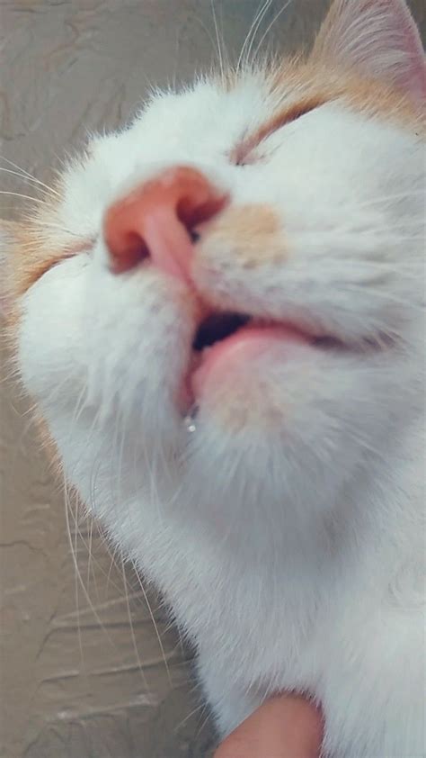 Cat Mouth Open Drooling Doloris Humphrey