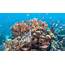 What Is The Conservation Status Of Worlds Reef Building Corals 