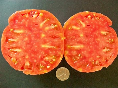 Heirloom Tomato Martian Giant 95 Day Red Semi Etsy