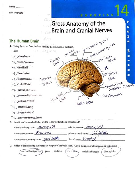 Lab Ex Gross Anatomy Of The Brain And Cranial Nerves Dr Peltzer