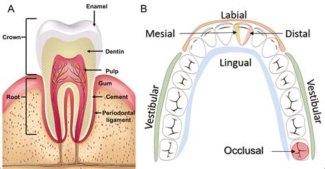 Mesial E Distal Do Dente