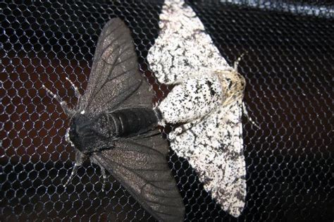 industrial revolution spawned mutant moths  turned