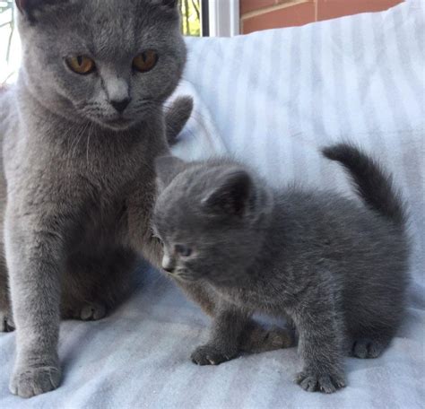 We did not find results for: British Shorthair, Inspiring British Shorthair Kittens ...