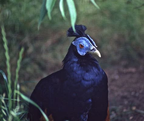 Bornean Crested Fireback Lophura Ignita Peter Stubbs Flickr