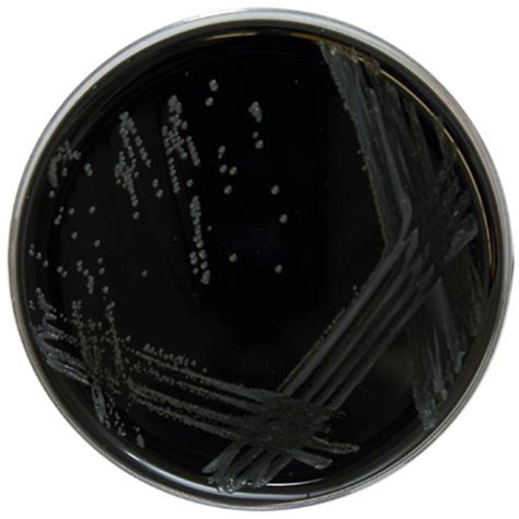 Legionella Bcye With Gvpc E And O Laboratories Ltd