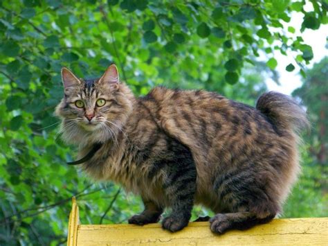 Kurilian Bobtail Cat Personality And Behavior Pettime
