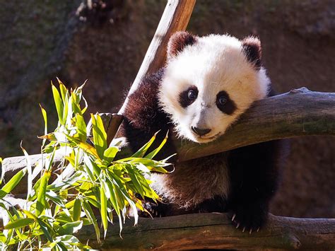 Xiao Liwu Means “little T Baby Panda First Day Out San Diego
