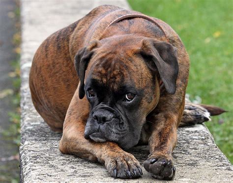 Boxer Dogs Breeds Pets