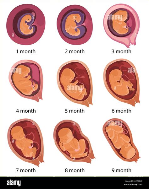 Evolución Del Embrión Humano Ilustración De Vector Plano Desarrollo
