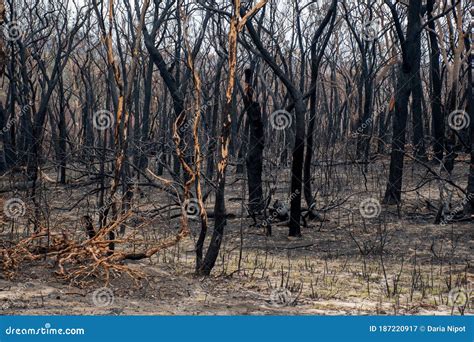 Australian Bushfires Aftermath Eucalyptus Trees Damaged By The Fire
