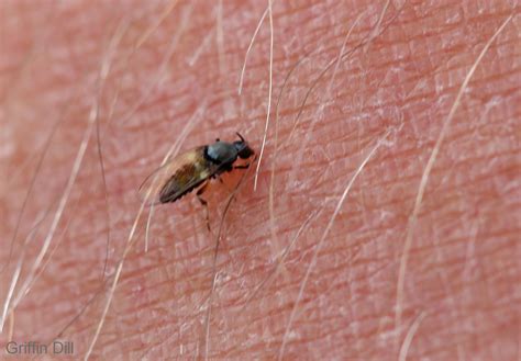 4 Little Known Facts About Black Flies That May Make You Hate Them A