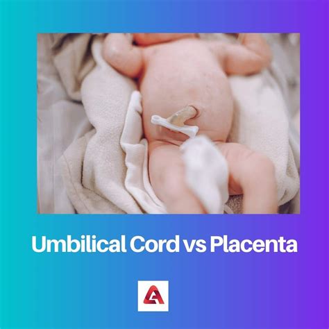 Difference Between Umbilical Cord And Placenta