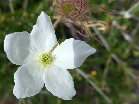 Flower With Five Petals Photos Of Fallugia Paradoxa Rosaceae