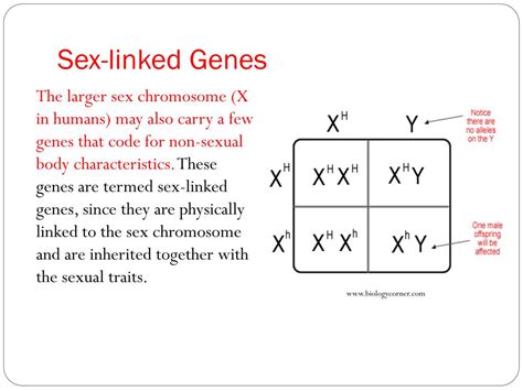 Ppt Blueprint Of Life Topic 12 Sex Linked Genes Powerpoint Presentation Id1930712