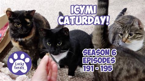 Icymi Caturday Lucky Ferals S6 Episodes 191 195 Cat Videos