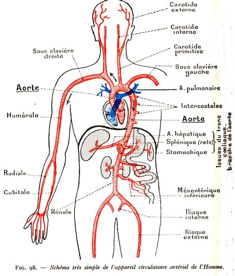 Épinglé Par Joblon Sur Infirmiere Anatomie Du Corps Humain Anatomie