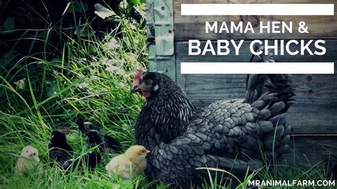 Mama Hens And Baby Chicks Youtube