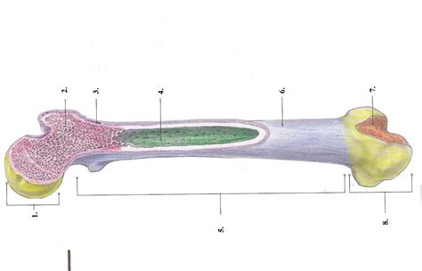 Red marrow fills the spaces in the spongy bone. Skeletal System - Kinesiology 210 with Crist at University ...