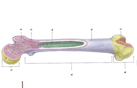 The cancellous bone appears as tiny beams of bone arranged like a lattice, red marrow packs the spaces between beams. 301 Moved Permanently