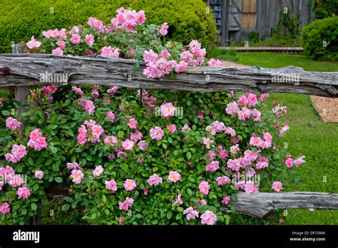 A Rustic Old Garden Fence With Wild Roses At The Peach Haus Cottage
