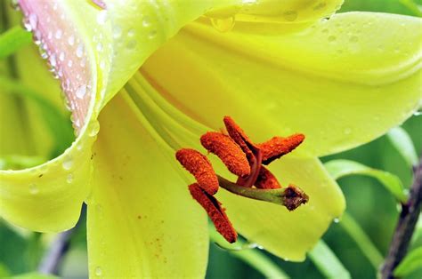 Lily Lilium Sp Photograph By Anthony Cooperscience Photo Library