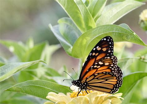 Zara Hare Monarch Butterfly Flower Preference Flower Hill Farm