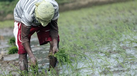 News About Farmers In The Philippines Farmer Foto Collections