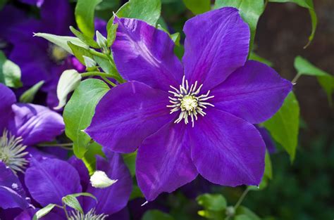Grow Clematis How To Plant And Care For The Queen Of Vines Garden Design